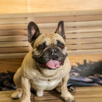 Concorso Fotografico - QuattroZampe in Fiera - Napoli - Aprile 2026