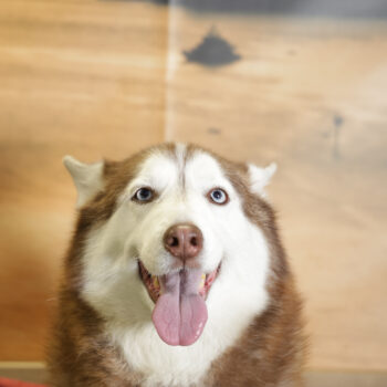 Concorso Fotografico - QuattroZampe in Fiera - Napoli - Aprile 2026