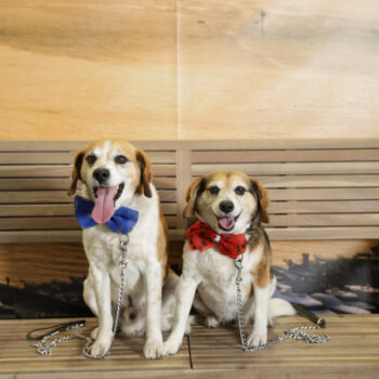 Concorso Fotografico - QuattroZampe in Fiera - Napoli - Aprile 2026