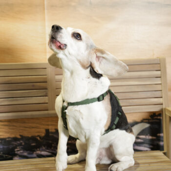 Concorso Fotografico - QuattroZampe in Fiera - Napoli - Aprile 2026