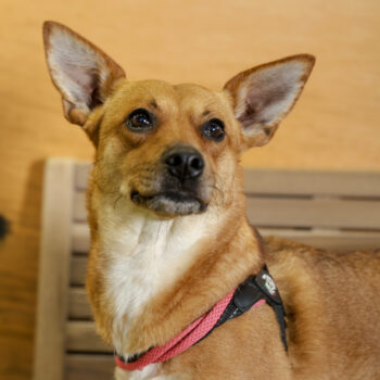 Concorso Fotografico - QuattroZampe in Fiera - Napoli - Aprile 2026