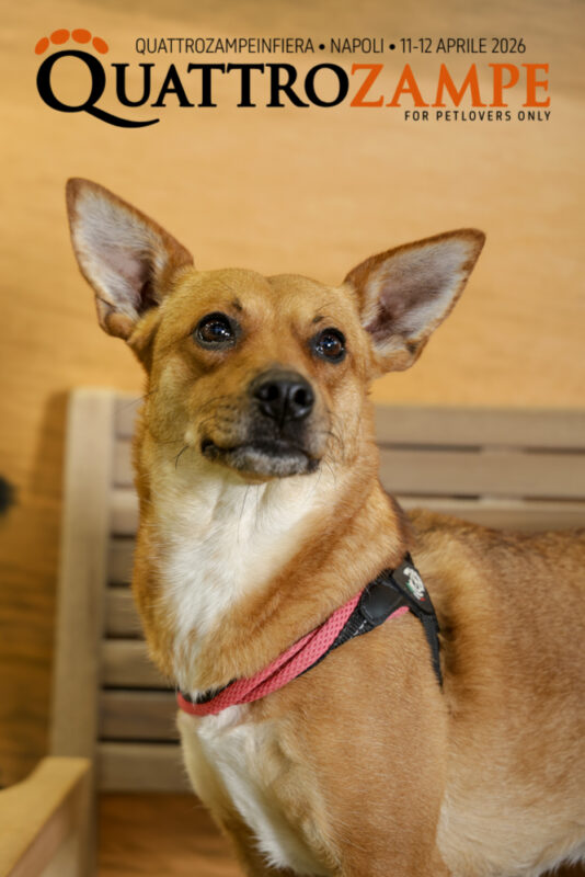 Concorso Fotografico - QuattroZampe in Fiera - Napoli - Aprile 2026
