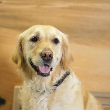 Concorso Fotografico - QuattroZampe in Fiera - Napoli - Aprile 2026