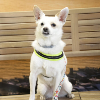 Concorso Fotografico - QuattroZampe in Fiera - Napoli - Aprile 2026