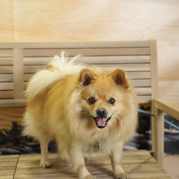 Concorso Fotografico - QuattroZampe in Fiera - Napoli - Aprile 2026