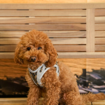 Concorso Fotografico - QuattroZampe in Fiera - Napoli - Aprile 2026