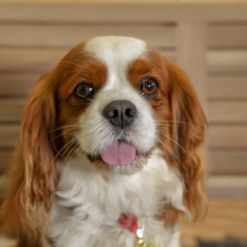 Concorso Fotografico - QuattroZampe in Fiera - Napoli - Aprile 2026