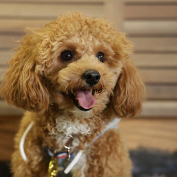 Concorso Fotografico - QuattroZampe in Fiera - Napoli - Aprile 2026