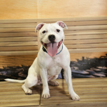 Concorso Fotografico - QuattroZampe in Fiera - Napoli - Aprile 2026