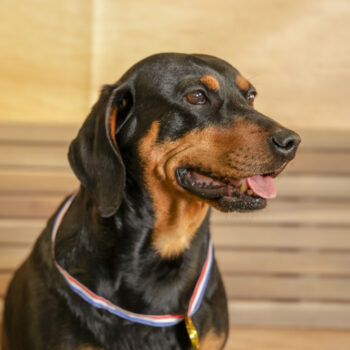 Concorso Fotografico - QuattroZampe in Fiera - Napoli - Aprile 2026