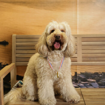 Concorso Fotografico - QuattroZampe in Fiera - Napoli - Aprile 2026