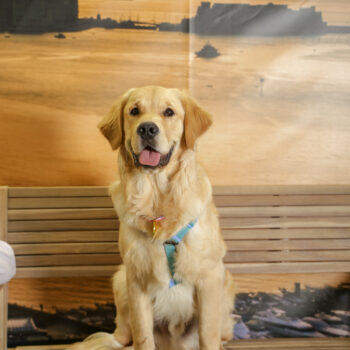 Concorso Fotografico - QuattroZampe in Fiera - Napoli - Aprile 2026