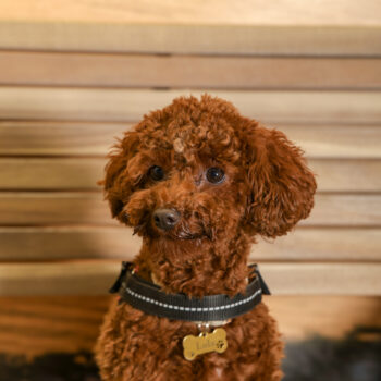 Concorso Fotografico - QuattroZampe in Fiera - Napoli - Aprile 2026