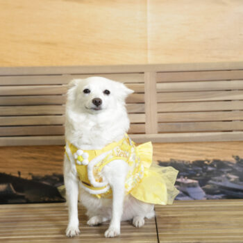 Concorso Fotografico - QuattroZampe in Fiera - Napoli - Aprile 2026