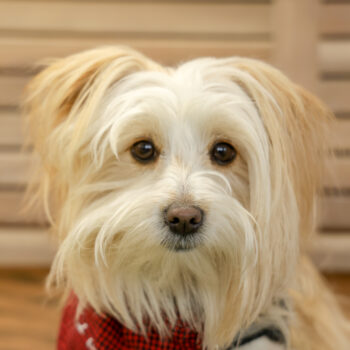 Concorso Fotografico - QuattroZampe in Fiera - Napoli - Aprile 2026