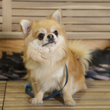 Concorso Fotografico - QuattroZampe in Fiera - Napoli - Aprile 2026