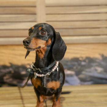 Concorso Fotografico - QuattroZampe in Fiera - Napoli - Aprile 2026