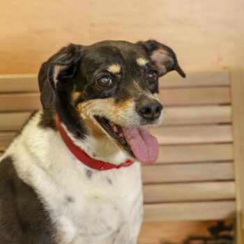 Concorso Fotografico - QuattroZampe in Fiera - Napoli - Aprile 2026