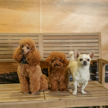 Concorso Fotografico - QuattroZampe in Fiera - Napoli - Aprile 2026