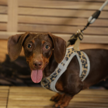 Concorso Fotografico - QuattroZampe in Fiera - Napoli - Aprile 2026