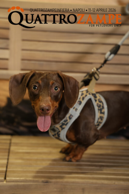 Concorso Fotografico - QuattroZampe in Fiera - Napoli - Aprile 2026