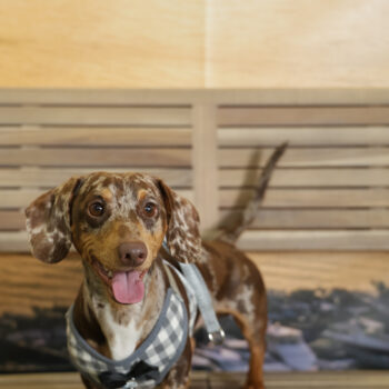 Concorso Fotografico - QuattroZampe in Fiera - Napoli - Aprile 2026