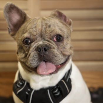 Concorso Fotografico - QuattroZampe in Fiera - Napoli - Aprile 2026