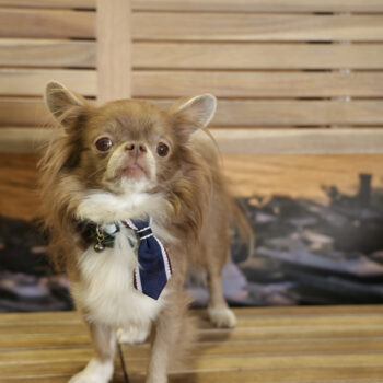 Concorso Fotografico - QuattroZampe in Fiera - Napoli - Aprile 2026