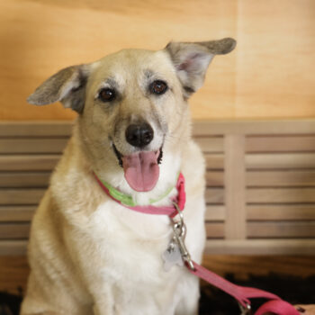 Concorso Fotografico - QuattroZampe in Fiera - Napoli - Aprile 2026