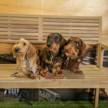 Concorso Fotografico - QuattroZampe in Fiera - Napoli - Aprile 2026