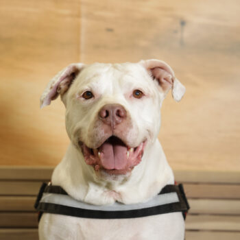 Concorso Fotografico - QuattroZampe in Fiera - Napoli - Aprile 2026