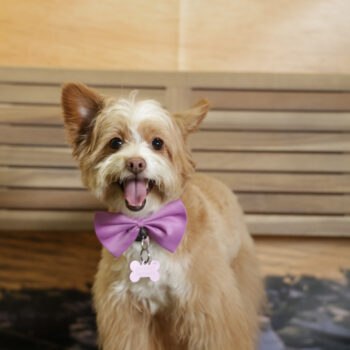 Concorso Fotografico - QuattroZampe in Fiera - Napoli - Aprile 2026