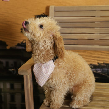 Concorso Fotografico - QuattroZampe in Fiera - Napoli - Aprile 2026