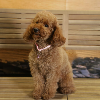 Concorso Fotografico - QuattroZampe in Fiera - Napoli - Aprile 2026