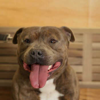 Concorso Fotografico - QuattroZampe in Fiera - Napoli - Aprile 2026