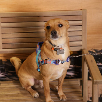 Concorso Fotografico - QuattroZampe in Fiera - Napoli - Aprile 2026