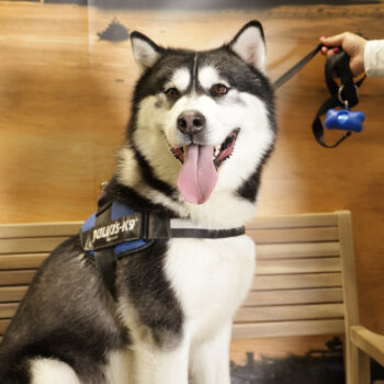 Concorso Fotografico - QuattroZampe in Fiera - Napoli - Aprile 2026