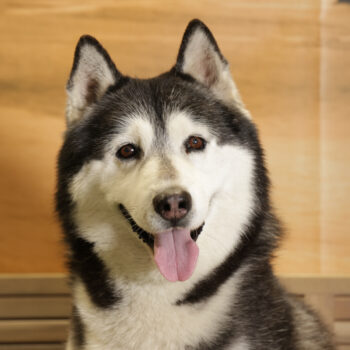 Concorso Fotografico - QuattroZampe in Fiera - Napoli - Aprile 2026