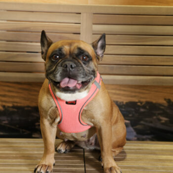 Concorso Fotografico - QuattroZampe in Fiera - Napoli - Aprile 2026