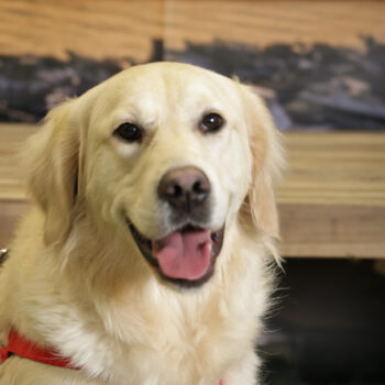 Concorso Fotografico - QuattroZampe in Fiera - Napoli - Aprile 2026