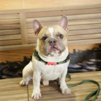 Concorso Fotografico - QuattroZampe in Fiera - Napoli - Aprile 2026