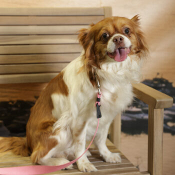 Concorso Fotografico - QuattroZampe in Fiera - Napoli - Aprile 2026