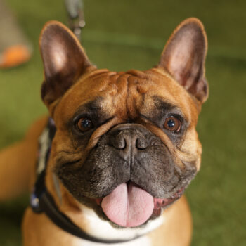 Concorso Fotografico - QuattroZampe in Fiera - Napoli - Aprile 2026