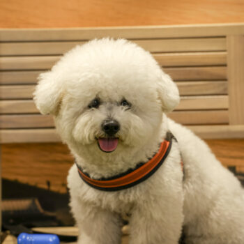 Concorso Fotografico - QuattroZampe in Fiera - Napoli - Aprile 2026