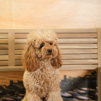 Concorso Fotografico - QuattroZampe in Fiera - Napoli - Aprile 2026