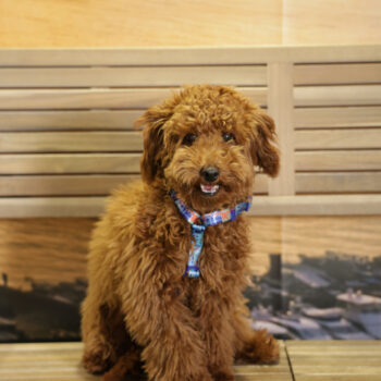 Concorso Fotografico - QuattroZampe in Fiera - Napoli - Aprile 2026