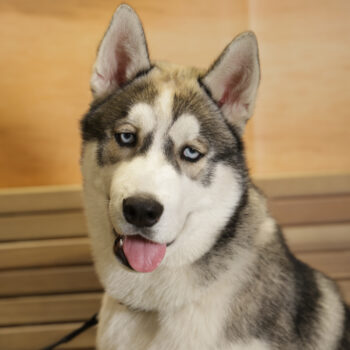 Concorso Fotografico - QuattroZampe in Fiera - Napoli - Aprile 2026