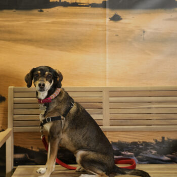 Concorso Fotografico - QuattroZampe in Fiera - Napoli - Aprile 2026