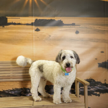 Concorso Fotografico - QuattroZampe in Fiera - Napoli - Aprile 2026