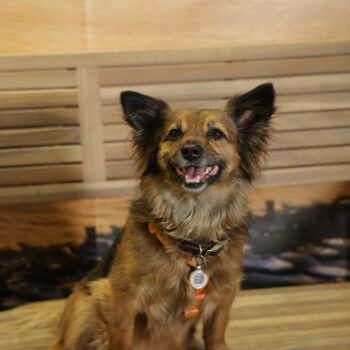 Concorso Fotografico - QuattroZampe in Fiera - Napoli - Aprile 2026